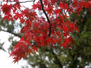 Read more about the article Japan 2019: Sake in the Air