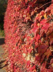 Autumn leaves