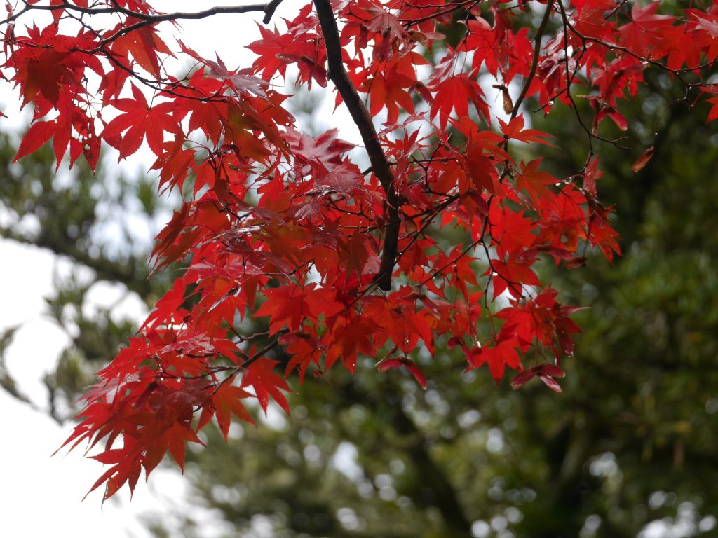 Kanzake, warmed sake, autumn leaves, Japanese maple, momiji